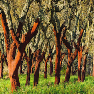 Cork Oak Forest