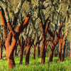 Cork Oak Forest